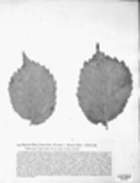 Mycosphaerella ulmi image